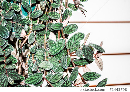 Perionia who grew up casually 71443798