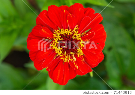 Zinnia red flower close up on soft green background. Selective focus. Zinnia red flower close up on soft green background. Selective focus. 71443913