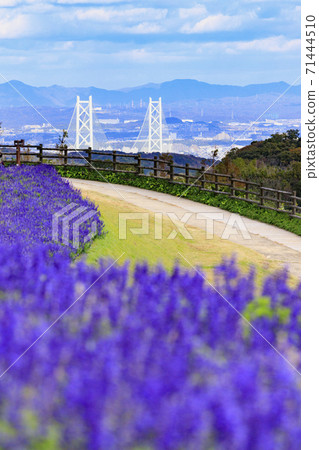 淡路花奈Sajiki秋花 71444510