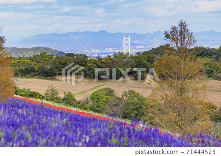 Awaji Hanasajiki Autumn Flowers 71444523