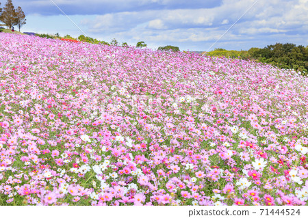 淡路花奈Sajiki秋花 71444524