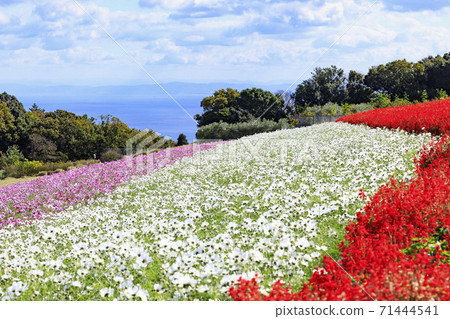Awaji Hanasajiki Autumn Flowers Awaji Hanasajiki Autumn Flowers 71444541