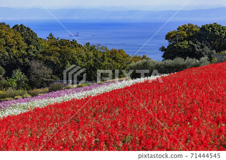 Awaji Hanasajiki Autumn Flowers Awaji Hanasajiki Autumn Flowers 71444545