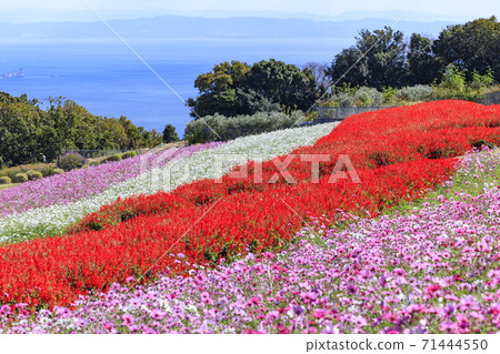 淡路花奈Sajiki秋花 71444550