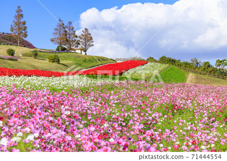淡路花奈Sajiki秋花 淡路花奈Sajiki秋花 71444554