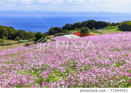 Awaji Hanasajiki Autumn Flowers Awaji Hanasajiki Autumn Flowers 71444561