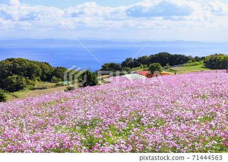 Awaji Hanasajiki Autumn Flowers Awaji Hanasajiki Autumn Flowers 71444563