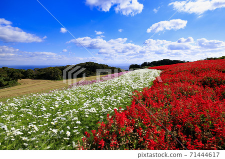 淡路花奈Sajiki秋花 淡路花奈Sajiki秋花 71444617