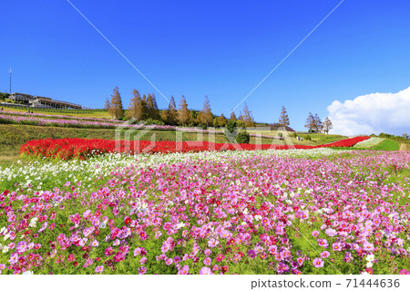Awaji Hanasajiki Autumn Flowers Awaji Hanasajiki Autumn Flowers 71444636
