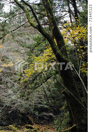 Akame 48 Waterfalls, Mie Prefecture, Autumn Leaves 71445123
