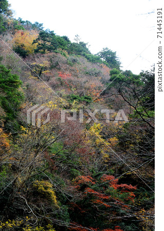 Akame Shijuhachi瀑布三重縣秋葉 71445191