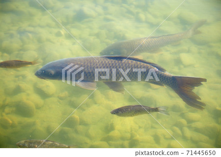 A school of carp, a lake, a fish, 71445650