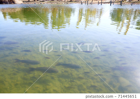 A school of carp, a lake, a fish, A school of carp, a lake, a fish, 71445651