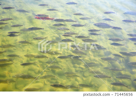 A school of carp, a lake, a fish, 71445656