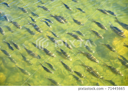 A school of carp, a lake, a fish, 71445665