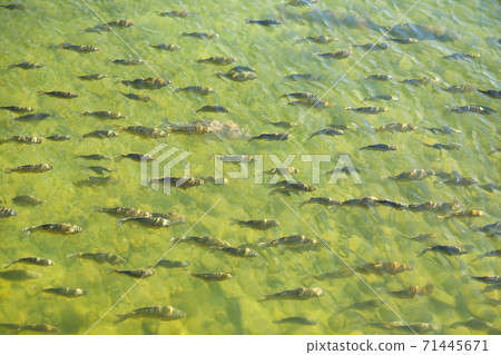 A school of carp, a lake, a fish, 71445671