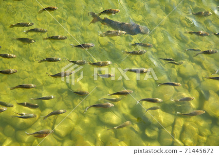 A school of carp, a lake, a fish, 71445672