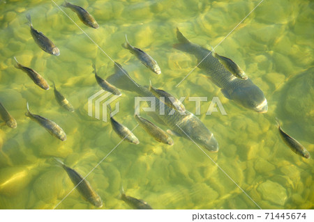 A school of carp, a lake, a fish, 71445674