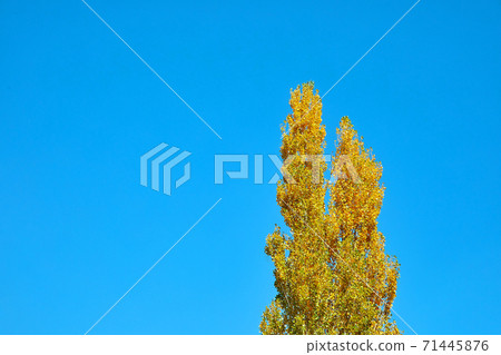 白樺樹和藍天，空白空間， 71445876