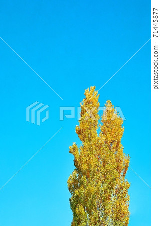 白樺樹和藍天,空白空間, 白樺樹和藍天,空白空間, 71445877