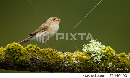 Icterine warbler perched on a green branch and singing with open beak Icterine warbler perched on a green branch and singing with open beak 71446400