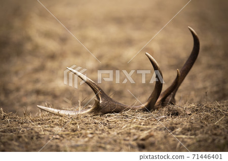 Shed from red deer stag lying on the ground in spring nature Shed from red deer stag lying on the ground in spring nature 71446401
