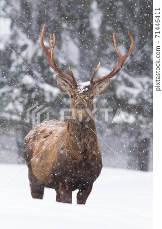 Vital red deer stag standing in deep snow and looking into the camera in winter Vital red deer stag standing in deep snow and looking into the camera in winter 71446411