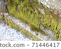 Moss growing on the stone steps 71446417