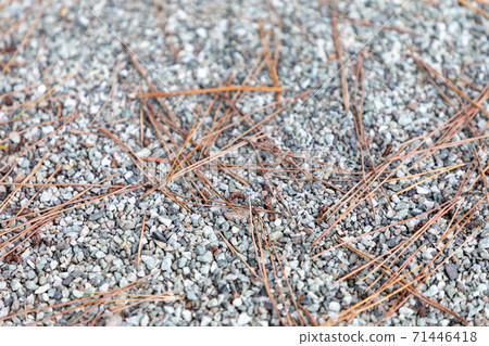 Pine leaves scattered on the gravel 71446418