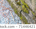 Moss growing on the stone steps 71446421