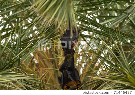 indian flying fox or greater indian fruit bat close up image hanging from tree with eyes open at forest of central india - Pteropus giganteus 71446457