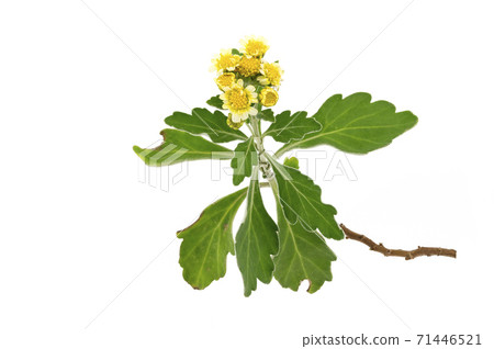 花anaisogiku 71446521