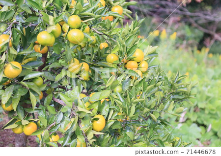橘子水果 橘子水果 71446678