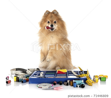 Sewing Accessories and little dog Sewing Accessories and little dog 71446809