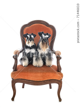 miniature schnauzers in studio miniature schnauzers in studio 71446810
