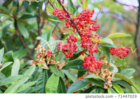 Pirakanzasu fruit 71447029
