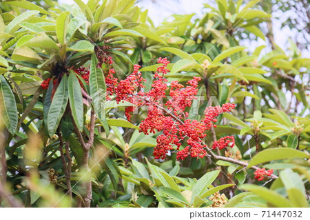 Pirakanzasu fruit 71447032