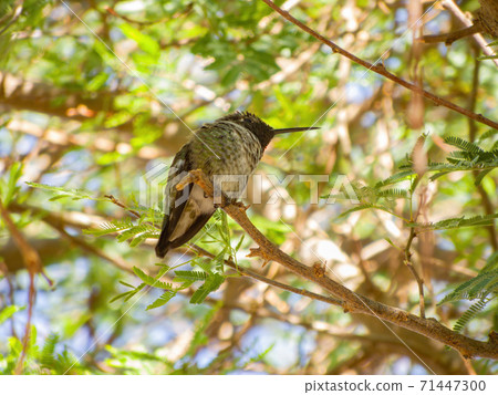 Close up shot of cute hummingbird resting on brunch Close up shot of cute hummingbird resting on brunch 71447300