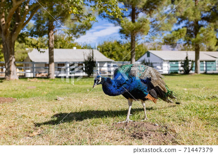 Peacock walking around in the Floyd Lamb Park Peacock walking around in the Floyd Lamb Park 71447379