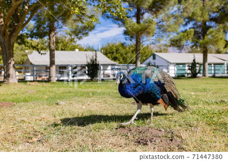 Peacock walking around in the Floyd Lamb Park Peacock walking around in the Floyd Lamb Park 71447380