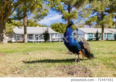 Peacock walking around in the Floyd Lamb Park Peacock walking around in the Floyd Lamb Park 71447381