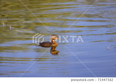 Sunny view of a Grebe bird swimming in a pond Sunny view of a Grebe bird swimming in a pond 71447382