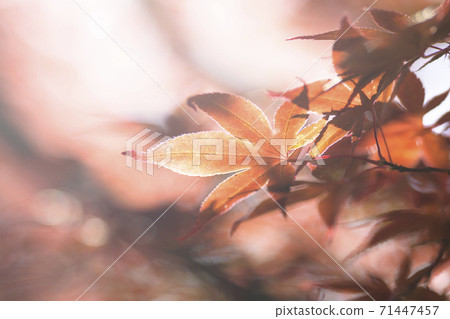 背光秋葉（負片風格） 71447457