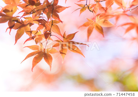 Looking up at the autumn leaves (backlit negative film style) 71447458