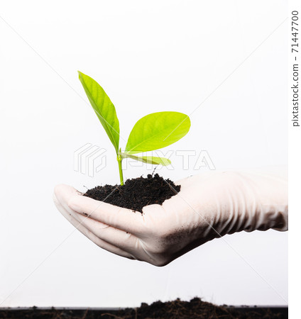 Hand of woman wear rubber gloves holding plant with soil 71447700