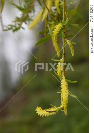 Willow by the water with a reflection. Flowering willow in early spring. Yellow stamens and you on the branches. Willow by the water with a reflection. Flowering willow in early spring. Yellow stamens and you on the branches. 71448205