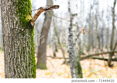 oak trunk and bare trees on blurred background 71449410