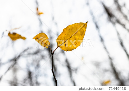 pair of yellow leaves on twig close up in forest pair of yellow leaves on twig close up in forest 71449418