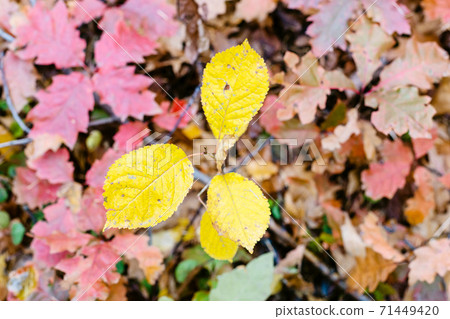 sprouts with yellow leaves over red oak sprouts sprouts with yellow leaves over red oak sprouts 71449420