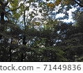 楓樹公園 71449836